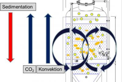 Flokkulation und Sedimentation von Hefezellen