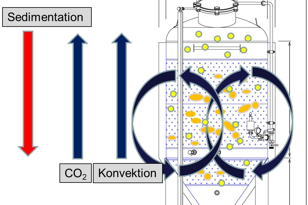 Flokkulation und Sedimentation von Hefezellen