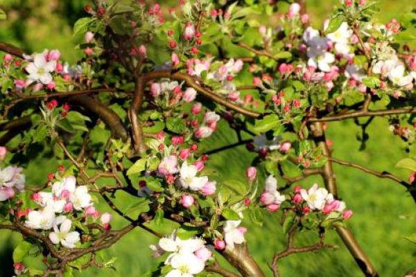 Frühling in Weihenstephan