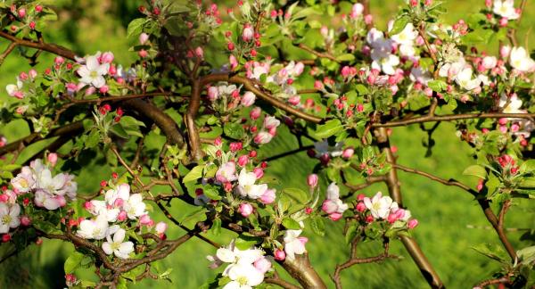 Frühling in Weihenstephan