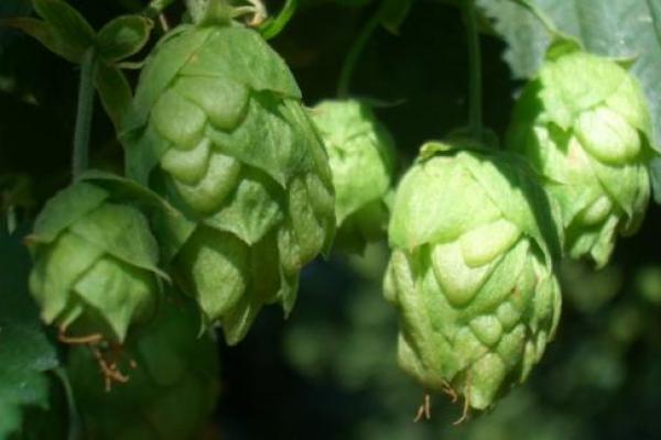 Neue Hopfensorten
