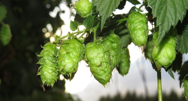 Württemberg zu Gast bei BarthHaas